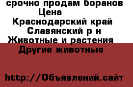 срочно продам боранов › Цена ­ 4 000 - Краснодарский край, Славянский р-н Животные и растения » Другие животные   